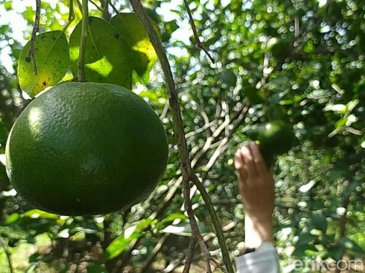 Foto Wisata Petik Jeruk Sepuasnya Murah Meriah di Ciamis
