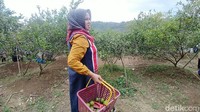 Wisata petik jeruk ini hanya ada satu-satunya di Ciamis. (Dadang Hermansyah/detikcom)