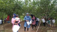 Di Kebun Jeruk Ladur ini terdapat sekitar 1.300 pohon di lahan seluas 400 meter persegi. (Dadang Hermansyah/detikcom)