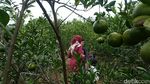 Foto Wisata Petik Jeruk Sepuasnya Murah Meriah di Ciamis