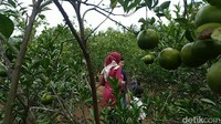 Di kebun Ladur ini, pengunjung bisa menyicip jeruk sepuasnya. Kecuali kalau mau dibawa pulang untuk oleh-oleh, memetik sendiri tapi pulangnya harus ditimbang terlebih dulu, harganya Rp 15 ribu per kilogram.  (Dadang Hermansyah/detikcom)