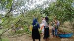 Foto Wisata Petik Jeruk Sepuasnya Murah Meriah di Ciamis
