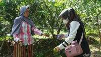 Bagi yang mau ke lokasi, pengunjung harus menggunakan kendaraan pribadi, baik mobil maupun motor pribadi. (Dadang Hermansyah/detikcom)