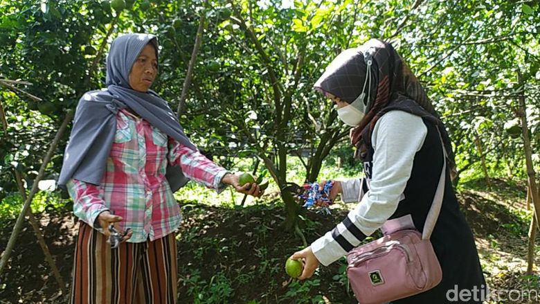 Wisata petik jeruk di Kebun Jeruk Ladur Ciamis Wisata petik jeruk di Kebun Jeruk Ladur Ciamis