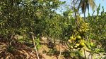 Foto Wisata Petik Jeruk Sepuasnya Murah Meriah di Ciamis