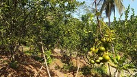 Bila berangkat dari perkotaan Ciamis jaraknya sekitar 45 menit perjalanan.  (Dadang Hermansyah/detikcom)