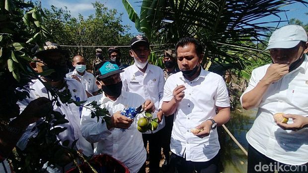 Wisata petik jeruk di Kebun Jeruk Ladur Ciamis