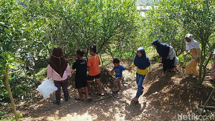 Wisata petik jeruk di Kebun Jeruk Ladur Ciamis