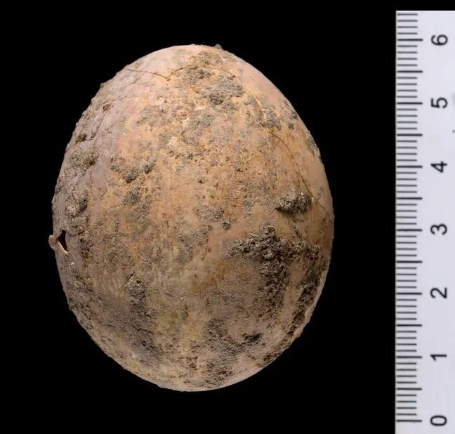 Wow! Telur Ayam Berusia Ribuan Tahun Ini Awet Berkat Kotoran Manusia