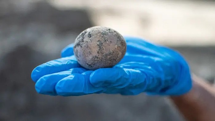 Wow! Telur Ayam Berusia Ribuan Tahun Ini Awet Berkat Kotoran Manusia