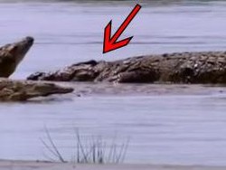 Kisah Gustave, Buaya Raksasa Pemakan Ratusan Manusia