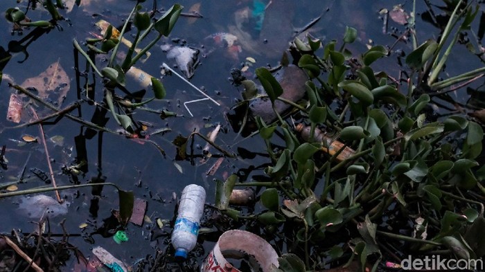 Eceng Gondok Penuhi Perairan di Pamulang Setu Sasak di Pamulang, Tangerang Selatan, dipenuhi tanaman eceng gondok. Adanya eceng gondok ini menutupi permukaan air di beberapa titik.