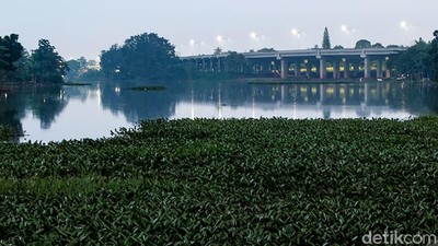 Eceng Gondok Penuhi Situ Sasak Pamulang