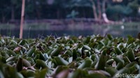 Tetapi dengan pemanfaatan yang tepat guna, eceng gondok bisa dimanfaatkan untuk menyerap nitrogen dan fosfor dari air yang tercemar dan berpotensi sebagai komponen utama pembersih air limbah dari berbagai industri dan rumah tangga.