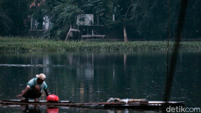 Eceng Gondok Penuhi Perairan di Pamulang Setu Sasak di Pamulang, Tangerang Selatan, dipenuhi tanaman eceng gondok. Adanya eceng gondok ini menutupi permukaan air di beberapa titik.