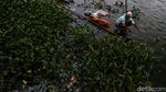 Eceng Gondok Penuhi Situ Sasak Pamulang