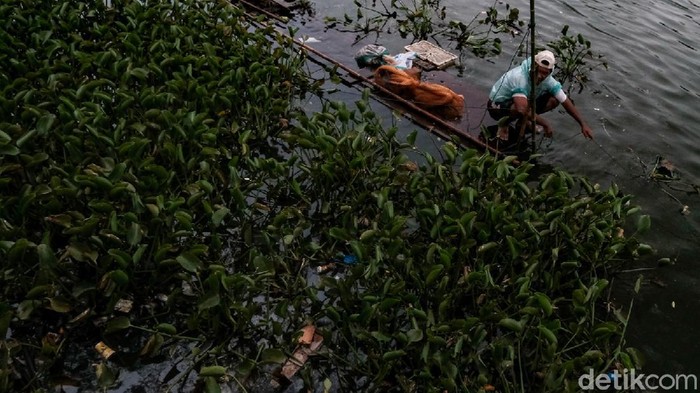 Eceng Gondok Penuhi Perairan di Pamulang Setu Sasak di Pamulang, Tangerang Selatan, dipenuhi tanaman eceng gondok. Adanya eceng gondok ini menutupi permukaan air di beberapa titik.