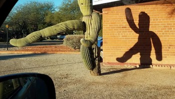 Pohon kaktus dan bayangannya. Foto: Brightside