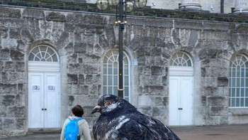 Tampak burung raksasa seukuran manusia. Foto: Brightside