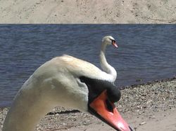 Ketika Sudut Pandang Bikin Objek Foto Membingungkan