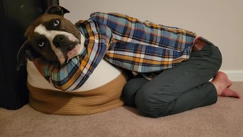 Anjing atau manusia nih. Foto: Brightside