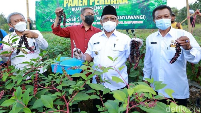 ginseng merah di banyuwangi