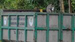 Habitat Terganggu, Monyet di Lebak Mengais Sampah