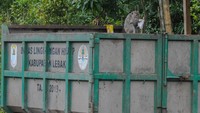 Kawanan monyet ekor panjang tersebut turun ke jalan raya untuk mencari makan di tumpakan sampah limbah rumah tangga dan tidak mendiami hutan Gunung Kencana akibat habitatnya terganggu.