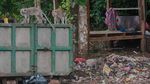 Habitat Terganggu, Monyet di Lebak Mengais Sampah