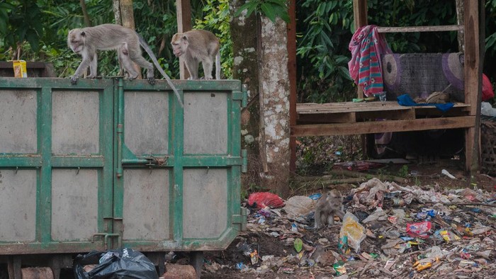 MONYET MENGAIS MAKANAN DI TUMPUKAN SAMPAH Seekor monyet ekor panjang (Macaca fascicularis) mengais makanan di tumpukan sampah limbah rumah tangga di Gunung Kencana, Lebak, Banten, Kamis (17/6/2021). Kawanan monyet ekor panjang tersebut turun ke jalan raya untuk mencari makan di tumpakan sampah limbah rumah tangga dan tidak mendiami hutan Gunung Kencana akibat habitatnya terganggu. ANTARA FOTO/Muhammad Bagus Khoirunas/hp.