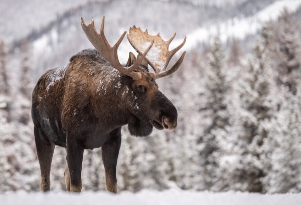 Rusa besar ini tidak bisa hidup di daerah yang temperaturnya di atas 27 derajat Celcius. Mereka perlu hidup di daerah salju karena moose tidak bisa berkeringat. Juga mereka meiliki sistem pencernaan yang mampu meningkatkan suhu tubuh cukup tinggi.