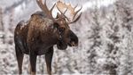 Foto: Moose, Si Rusa Terbesar di Dunia