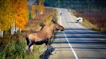 Foto: Moose, Si Rusa Terbesar di Dunia