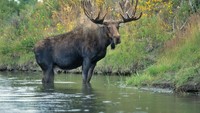 Rusa ini bisa mencapai tinggi 2 meter dengan berat hingga 600 Kg.