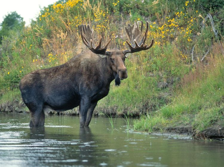 Foto: Moose, Si Rusa Terbesar di Dunia