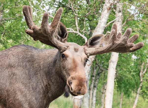 Moose merupakan spesies rusa terbesar di dunia dan mamalia tertinggi yang ada di Amerika Utara.