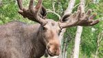 Foto: Moose, Si Rusa Terbesar di Dunia