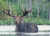 common moose predators