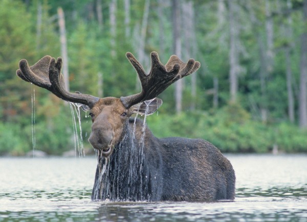 Tahu nggak jika moose bisa berenang bermil-mil jauhnya? Hewan ini ternyata sering menghabiskan waktu di air untuk menghindari predator.