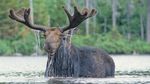 Foto: Moose, Si Rusa Terbesar di Dunia