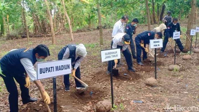 Gubernur Jatim Khofifah Indar Parawansa meninjau panen raya porang di Desa Klangon, Kecamatan Saradan, Madiun. Ia menyiapkan SK larangan ekspor katak (bibit porang).