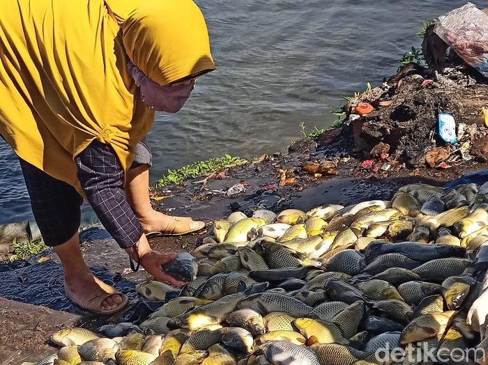 Puluhan ton ikan keramba di waduk Darma mati mendadak