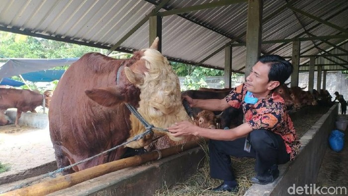 sapi di blitar