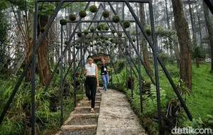 Sensasi Kesejukan Paris van Java di Orchid Forest, Ini Harga Tiketnya
