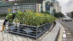 Bunga Matahari Percantik Jakarta Jelang HUT DKI ke 494