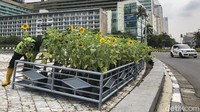 Diketahui HUT DKI Jakarta jatuh pada tanggal 22 Juni, saat ini petugas terus mengebut penanaman agar Jakarta tampak cantik saat ulang tahun.