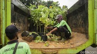 Selain bunga matahari nantinya bakal ada tanaman cantik lain yang akan menghiasi Jakarta. Semua tengah dipersiapkan dengan matang guna mempercantik Ibu Kota.