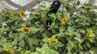 Sebanyak 3000 pot bunga matahari disiapkan untuk di tanam di kawasan bundaran HI dan sekitarnya.