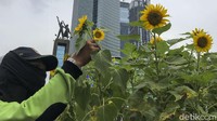 Petugas dari dinas pertamanan melakukan pemasangan bunga matahari untuk mempercantik Ibu Kota menjelang hari jadi.