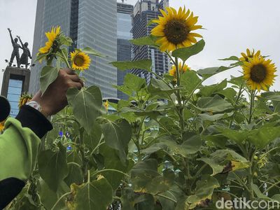 Bunga Matahari Percantik Jakarta Jelang HUT DKI ke 494